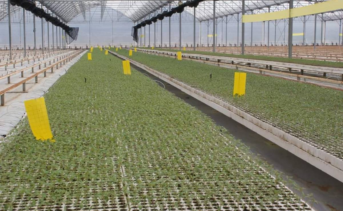 Para evitar enfermedades, pide Gallardo detener riego de cultivos con aguas negras en SLP. Foto: Especial