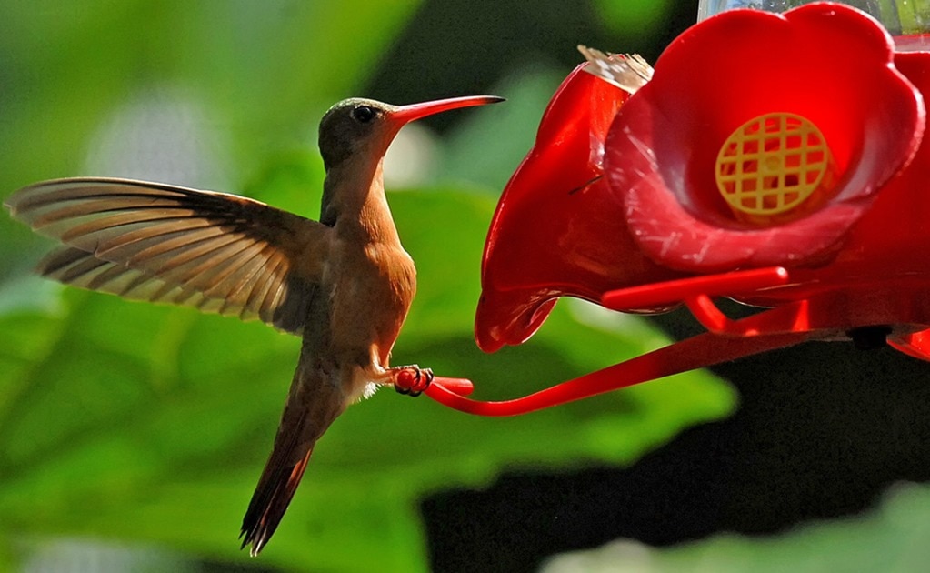 En una visita que realizó el equipo de EL UNIVERSAL por algunos comercios de herbolaria en la capital potosina, se pudo constatar que existe la venta de animales disecados, como el colibrí. Foto: Archivo/EL UNIVERSAL