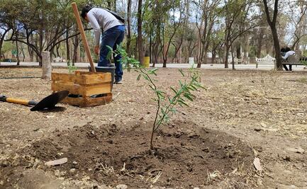 Más de 350 árboles se han plantado en reforestación del parque Morales por su aniversario 100