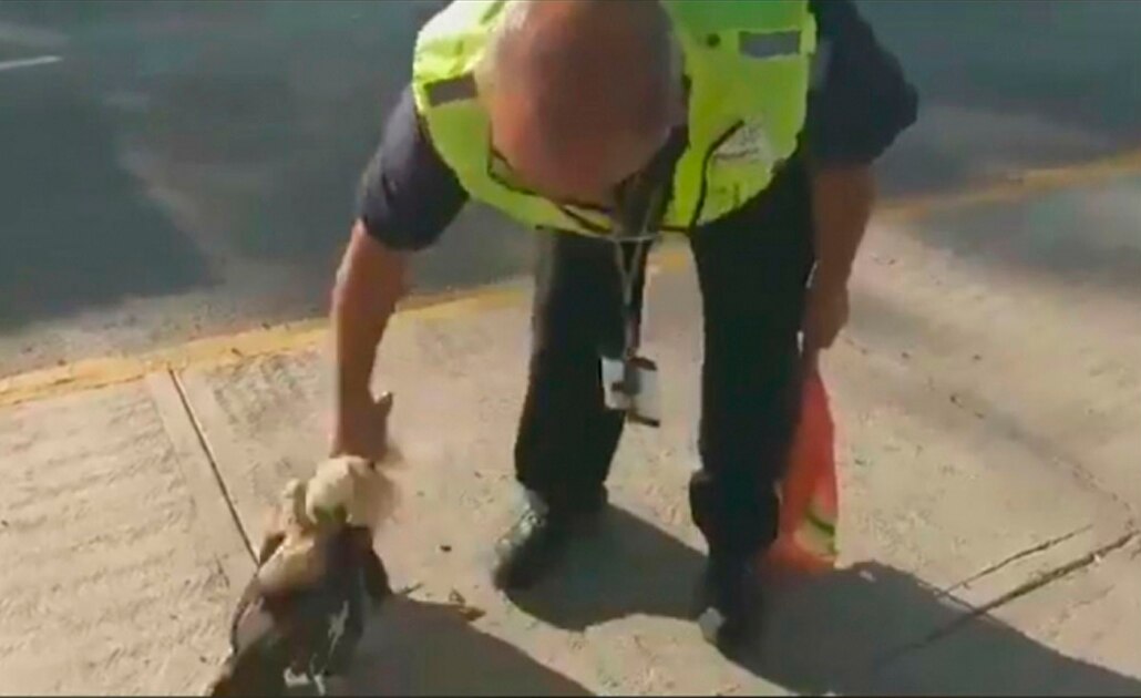 Investigan video donde agitan a gallo hasta matarlo