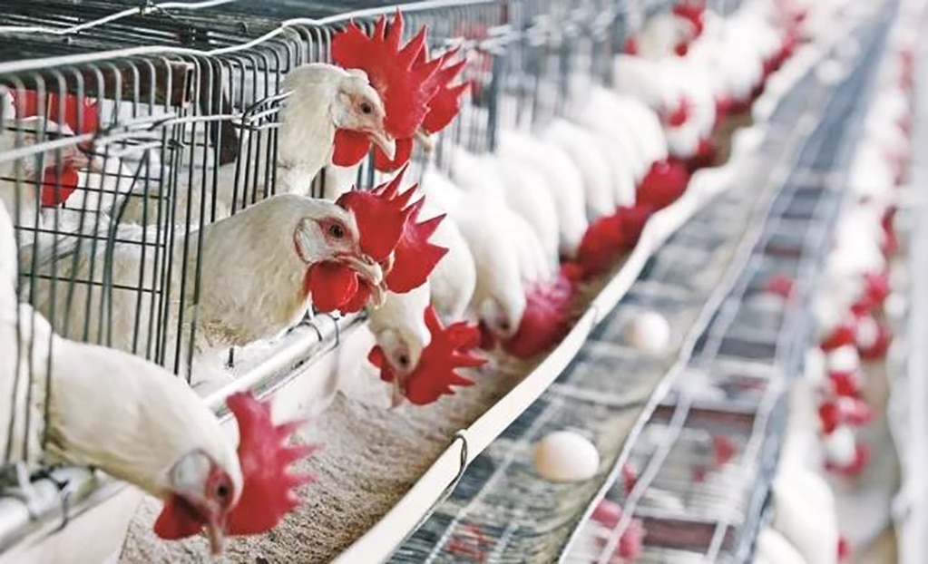 Registra China brote de gripe aviar cerca de "zona cero" del coronavirus