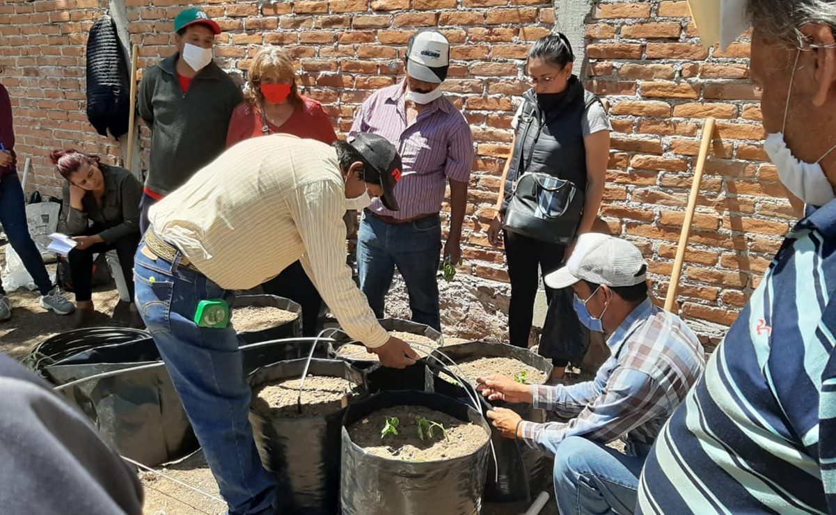 ¿Quieres crear un huerto de traspatio? Te decimos cómo solicitarlo