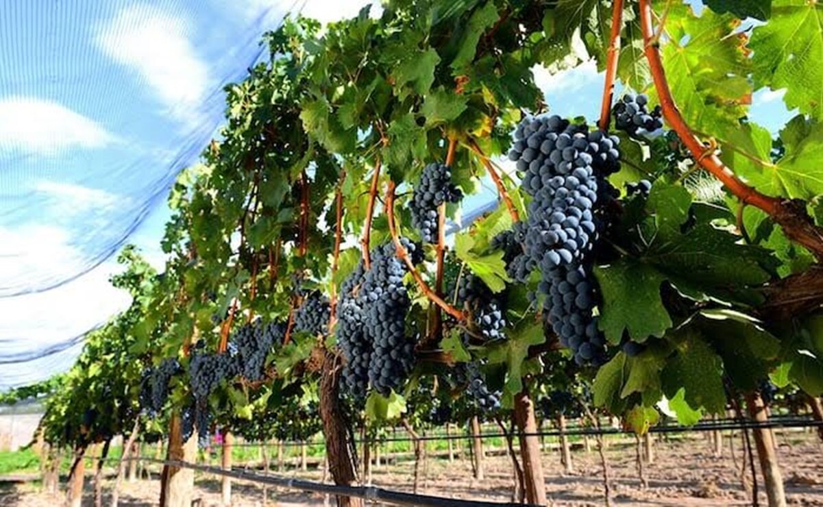 ¡Deseos por las nubes! Venden en más de 100 pesos el kilo de uva en SLP