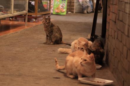 Los gatitos del mercado San Luis 400, una historia de lucha por los derechos de los animales