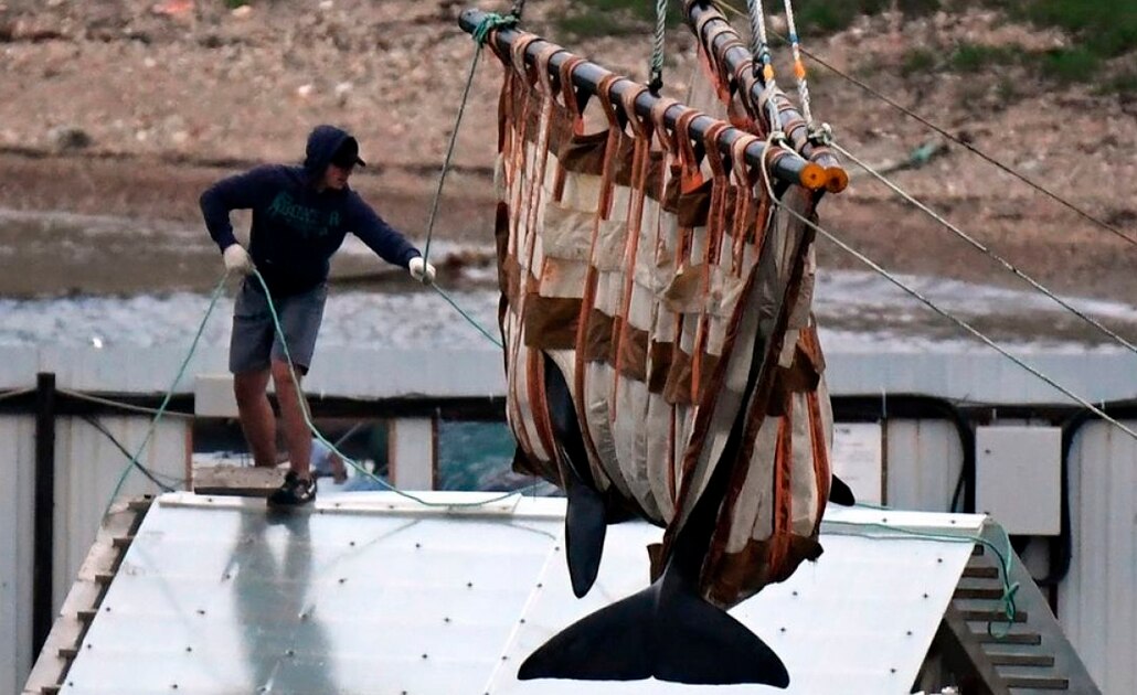Rusia comienza a liberar a las ballenas “encarceladas” tras el clamor internacional