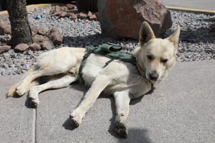 “Coyotito”, el perrito callejero que se convirtió en el policía más querido de SLP