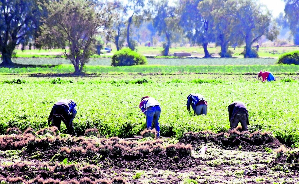 Entrega SEDARH 20 toneladas de semillas a municipios del Altiplano potosino