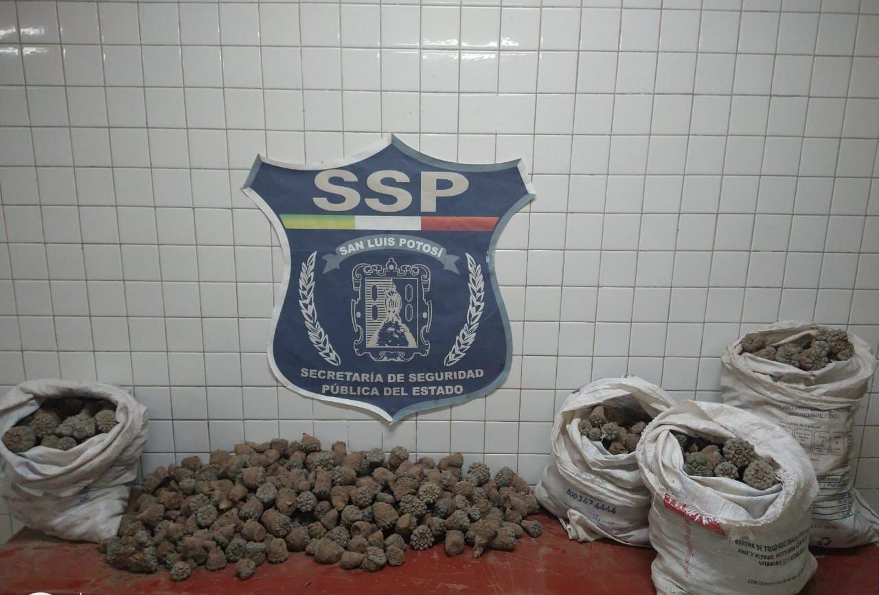 Decomisan 110 kilos de peyote en SLP; hay cinco detenidos. Foto: FGEO