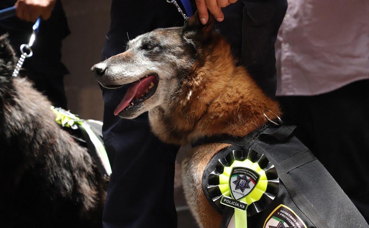 Perritos jubilados de seguridad en SLP