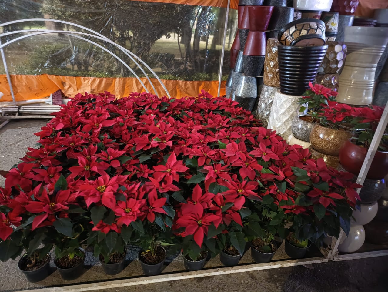 ¿Cómo mantener las nochebuenas durante y después de la temporada navideña? Foto: Jazmín Ramírez García