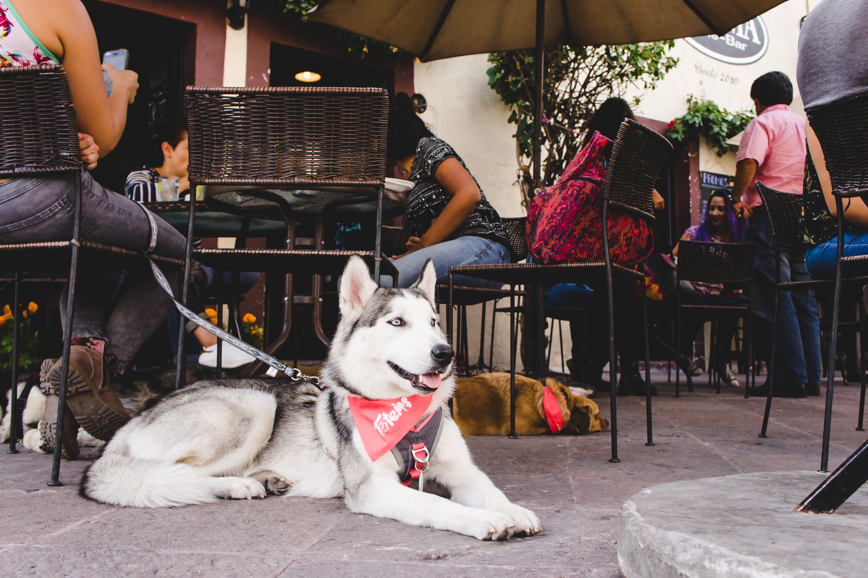 SLP sin oferta restaurantera Pet Friendly