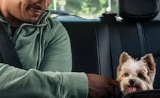 Vacaciones con mascotas: cuatro planes para disfrutar sin ponerlas en riesgo