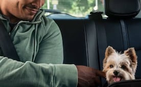 Vacaciones con mascotas: cuatro planes para disfrutar sin ponerlas en riesgo