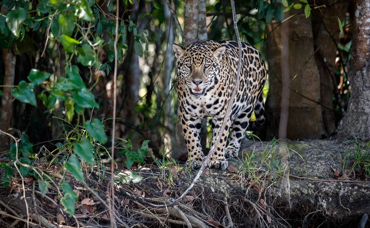 El ejemplar de jaguar era de los últimos que habitan en la región Huasteca, denuncia. Imagen ilustrativa. Foto: Archivo