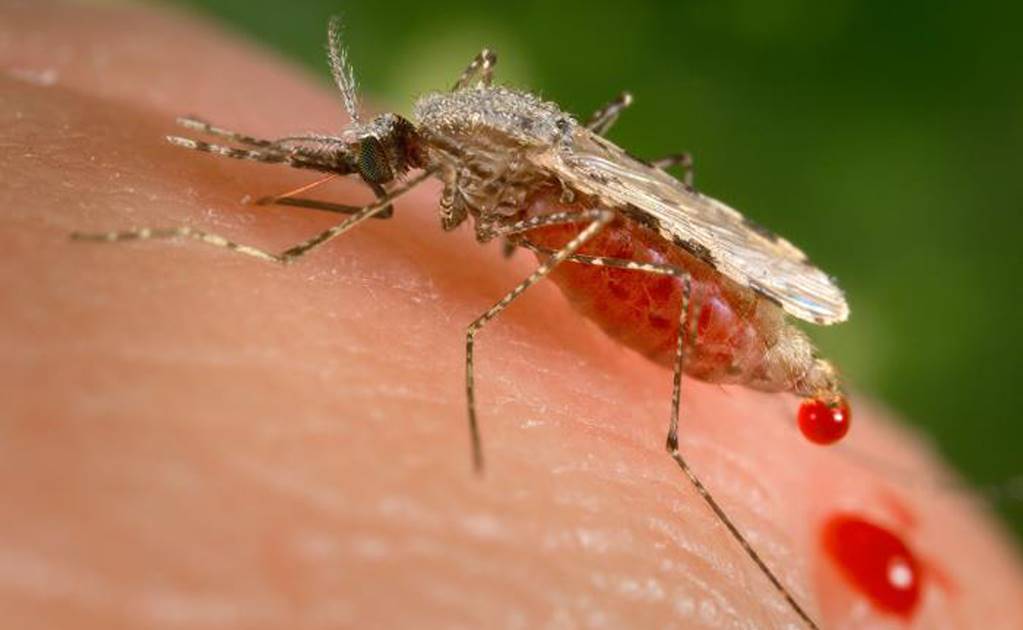 Reforzará Salud acciones de combate al vector transmisor de dengue, zika y chikungunya