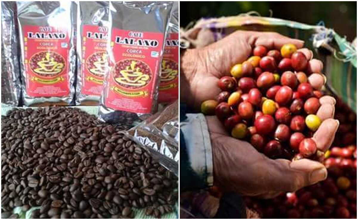 Café potosino. Las características de esta tierra le dan un sabor único y lo catapultan a la exportación. Fotos: Café Lalaxo Xilitla