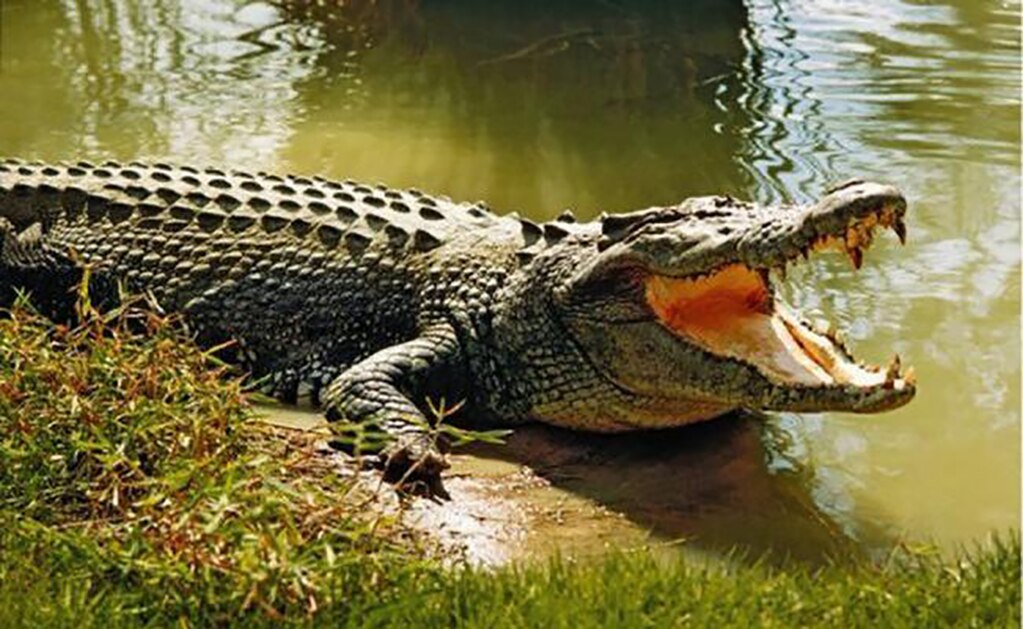 Cocodrilo mata a hombre que jugaba golf en Cancún