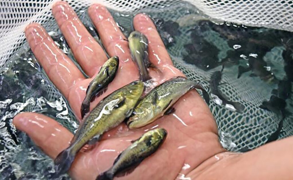 La vejiga de la totoaba, conocida como buche, puede costar hasta 60 mil dólares en el mercado asiático por sus propiedades medicinales. (FOTOS: ARCHIVO EL UNIVERSAL)