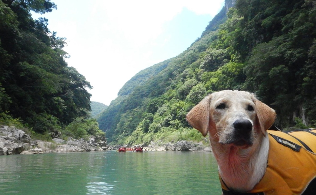 Descubre las cascadas pet friendly de la Huasteca Potosina y vive una aventura inolvidable junto a tu lomito. Foto: HuaXteca.com y México Pet-Friendly , FB