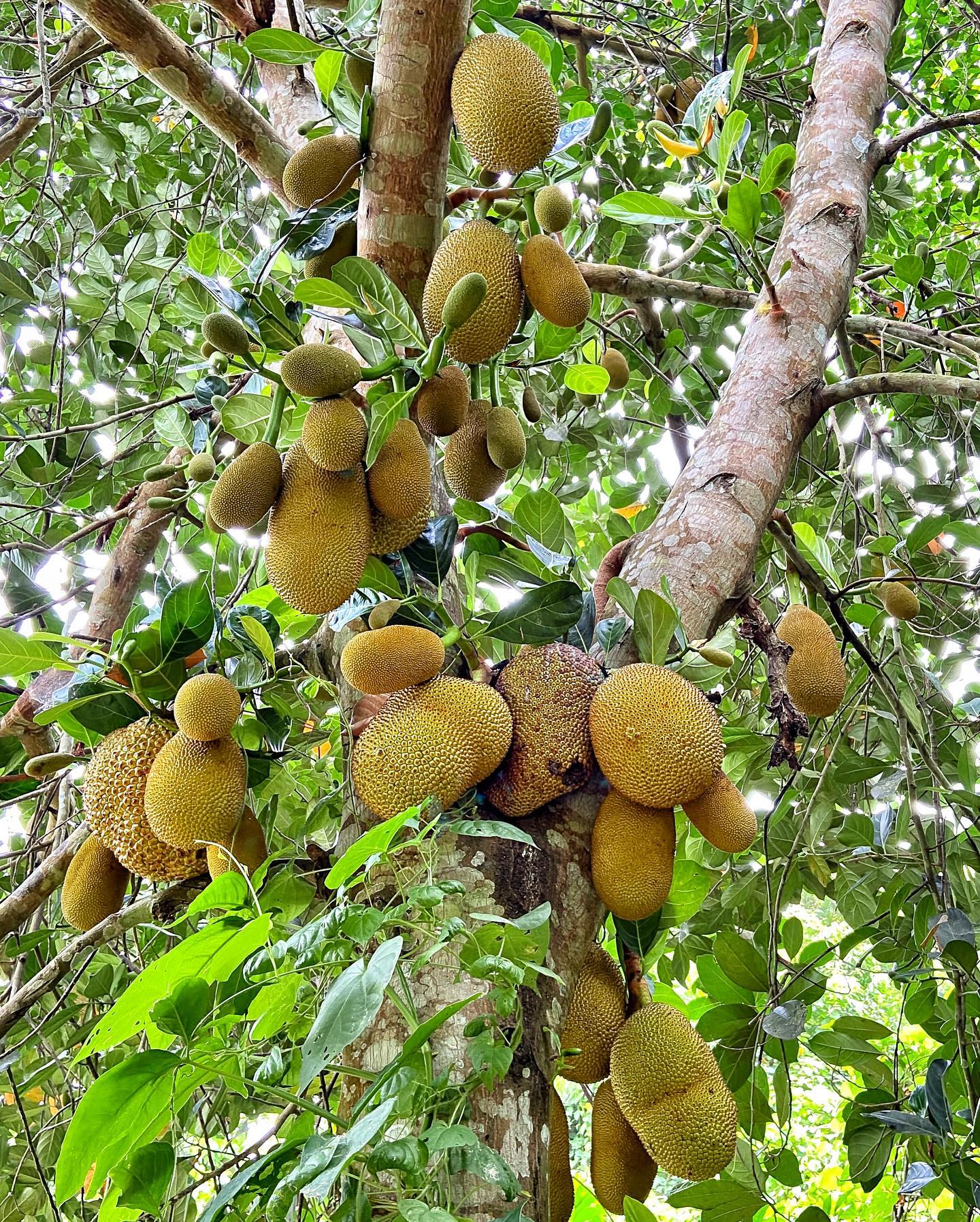 No se conoce con certeza el origen de la yaca. Foto: MANÁ: Cocina Libre