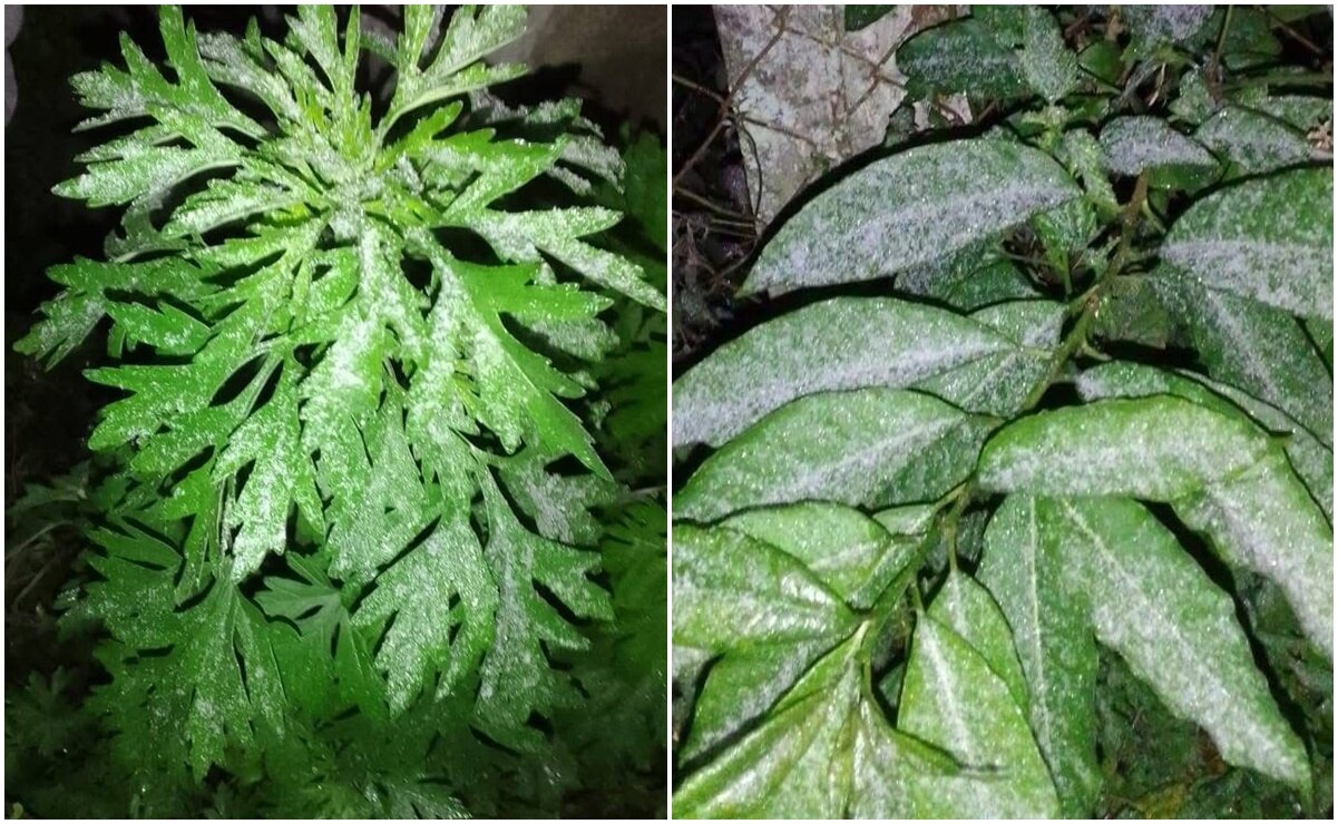 Bajas temperaturas en Aquismón, SLP. Fotos: Especiales