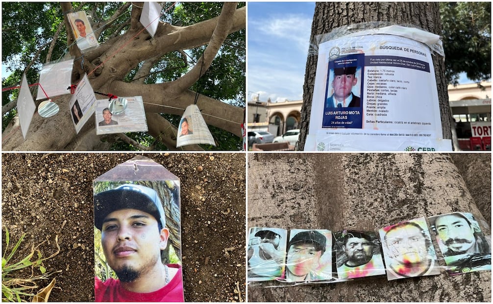 Colectivos colocaron fotos de personas desaparecidas en el árbol.