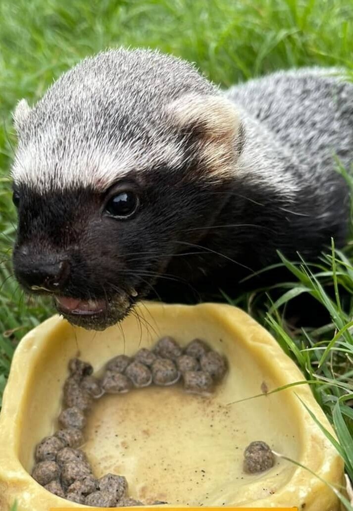 Grison en la Selva Teenek: Selva Teenek Ecopark