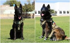 ¿Sabías que en San Luis Potosí hay un grupo especial de lomitos policías?