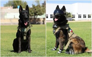 ¿Sabías que en San Luis Potosí hay un grupo especial de lomitos policías?