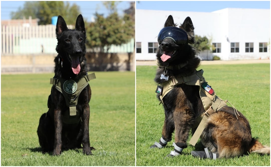 La Guardia Civil de SLP presentó al agrupamiento K9, conformado por binomios caninos. Fotos: Especiales