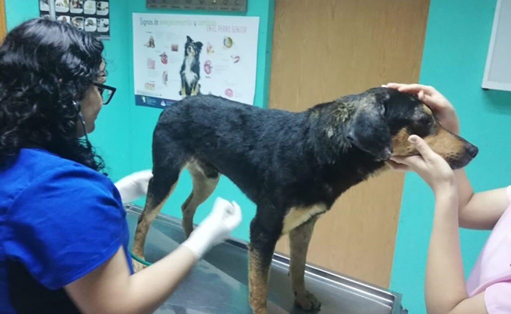 Jaime Rodríguez "El Bronco" adopta a perro que cuidaba a su dueño atropellado