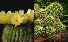 ¡Atención, amantes de las plantas! El Festival de las Cactáceas regresa a San Luis Potosí