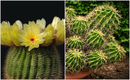 ¡Atención, amantes de las plantas! El Festival de las Cactáceas regresa a San Luis Potosí