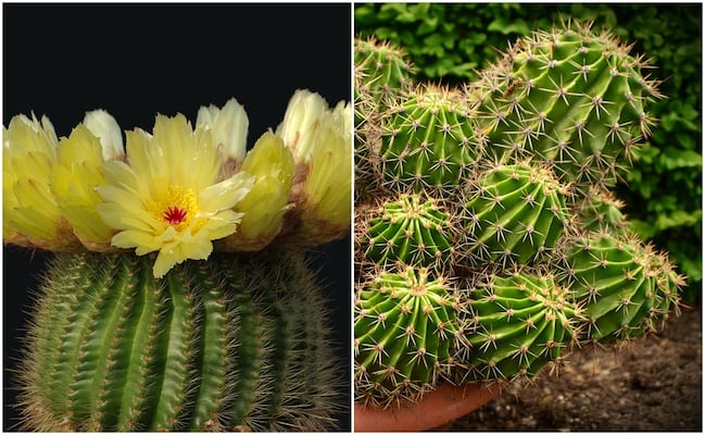 ¡Atención, amantes de las plantas! El Festival de las Cactáceas regresa a San Luis Potosí