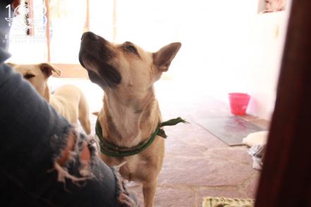 Programa Animal Comunitario en SLP