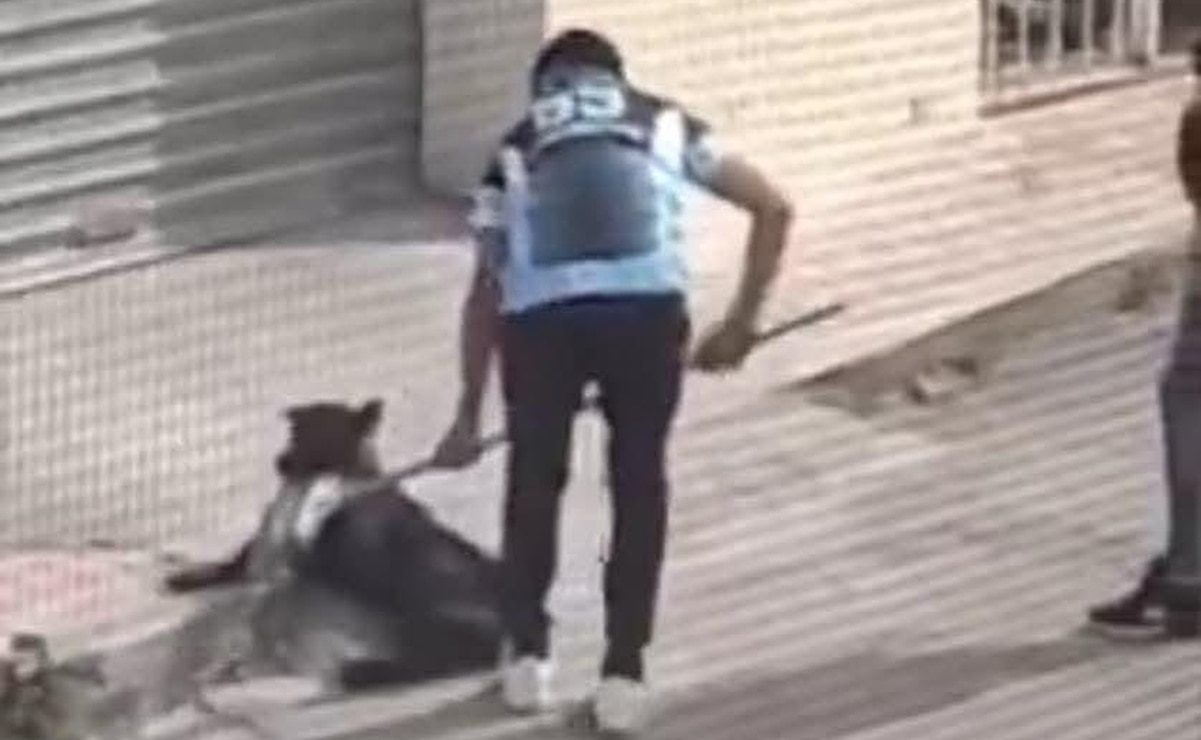 Asesinan a la perrita Tuti en Charcas, SLP. Foto: Captura de video