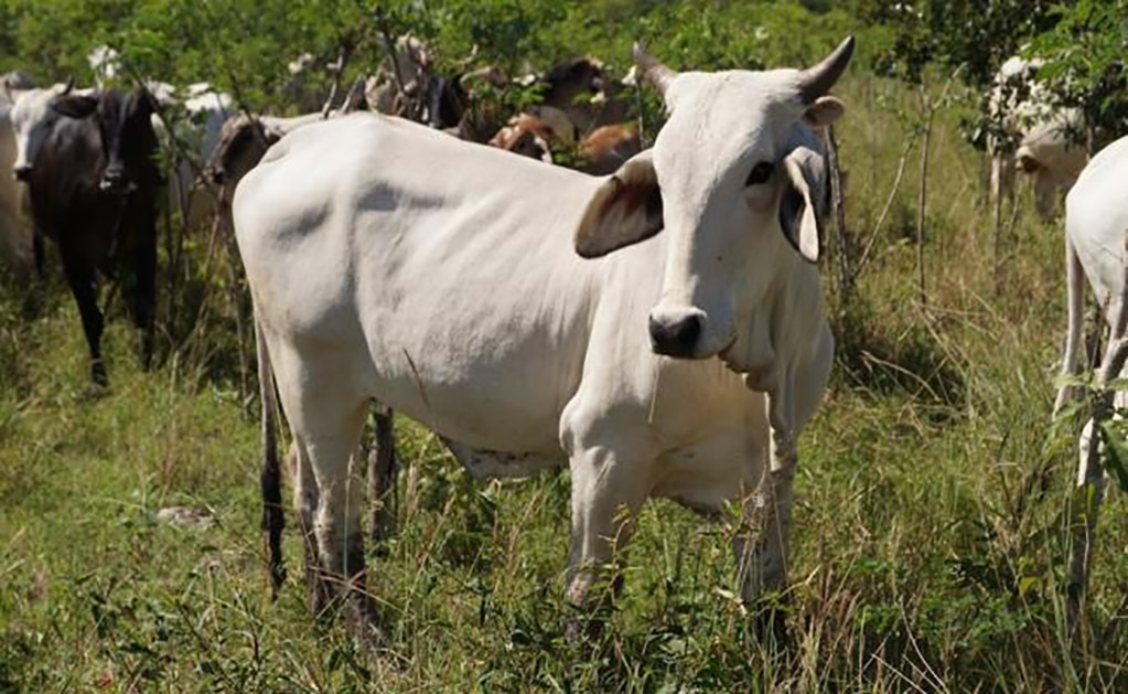 Foto: Archivo. El Universal.