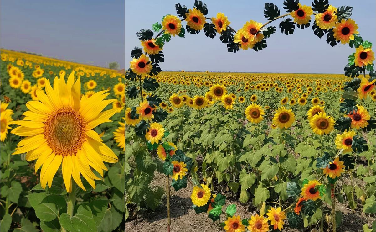 Campo de girasoles en la Huasteca potosina abre segunda temporada de visitas