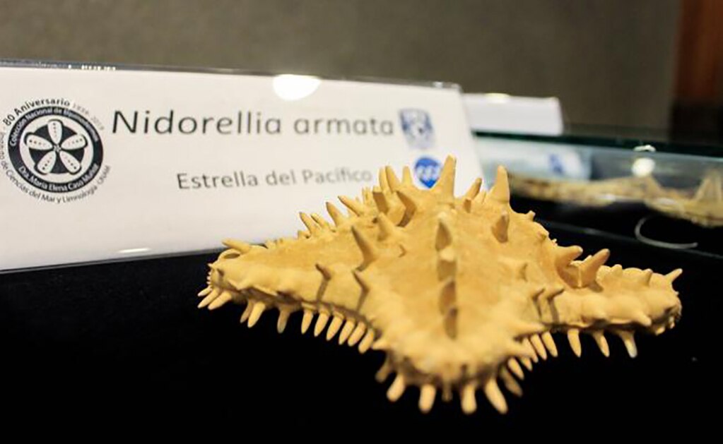 Las estrellas de mar eran colocadas al fondo de ofrendas para recrear el inframundo acuático de dioses como Tláloc. Foto: Notimex