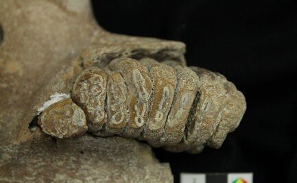 ¿Clonación de mamut en SLP? Esto es lo que sabemos 