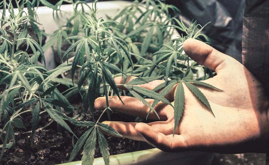 Con el tiempo se podrá ver si regularizar uso de cannabis resultó benéfico: magistrada