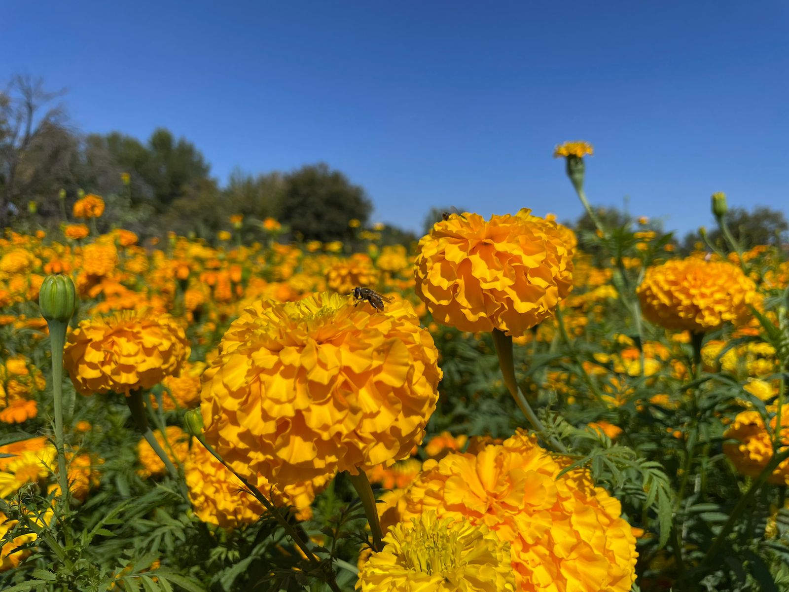 La flor de cempasúchil mexicana está en riesgo de desaparecer