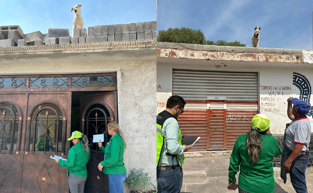 Al menos quince lomitos sufren abandono y maltrato animal en azoteas de Soledad