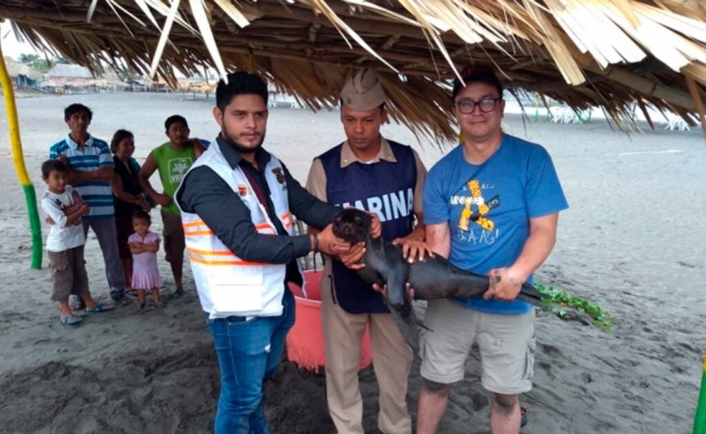 Foto: tomada de Twitter @SEMAR_mx