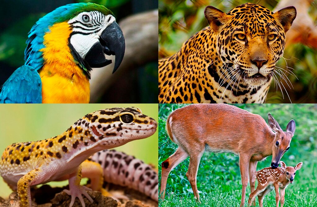 Aumenta tráfico de fauna silvestre 