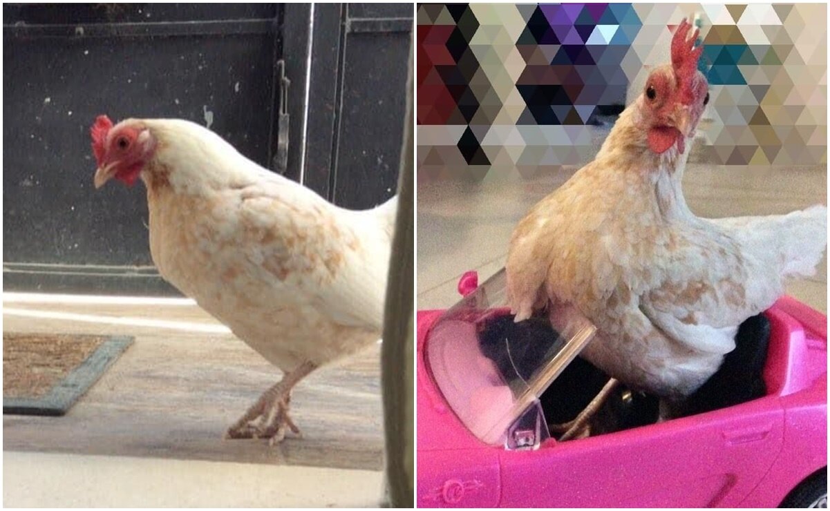 Galli, la historia de la gallina que regresó con su dueña tras una semana perdida en SLP 