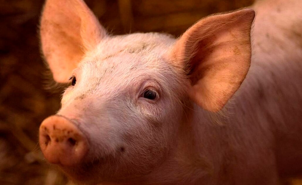 Científicos "resucitan" cerebros de cerdos cuatro horas después de muertos