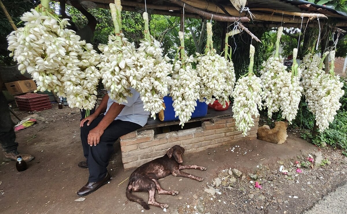 Explora las recetas tradicionales con flor de izote y descubre su valor cultural, nutricional y medicinal en la cocina mexicana. Foto: Facebook Arca de Noé.