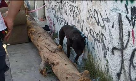 Perro y dueño son baleados en la Julián Carrillo 