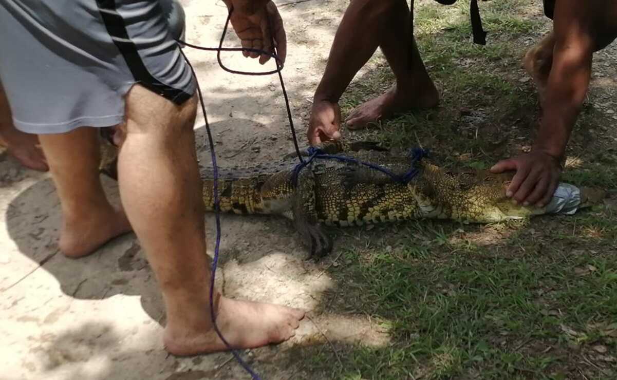Resguarda Profepa cocodrilo de metro y medio capturado en Ciudad Valles